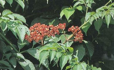 Leea guineensis 火筒樹