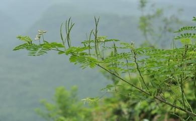 Indigofera galegoides 假大青藍