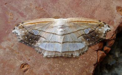 Leucoblepsis taiwanensis Buchsbaum & Miller, 2003 雙角窗鉤蛾