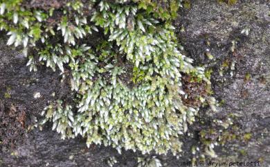 Bryum petelotii 培鐵真苔