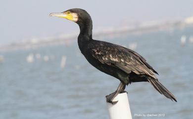 Phalacrocorax carbo sinensis (Staunton, 1796) 鸕鷀