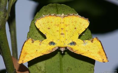 Corymica arnearia Walker, 1860