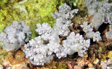 Litophyton nigrum (Kükenthal, 1895) 黑錦花軟珊瑚