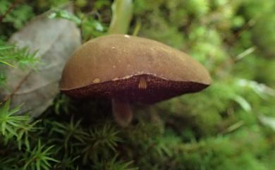 Boletus umbriniporus 褐孔牛肝菌