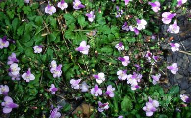 Mazus fauriei Bonati 佛氏通泉草