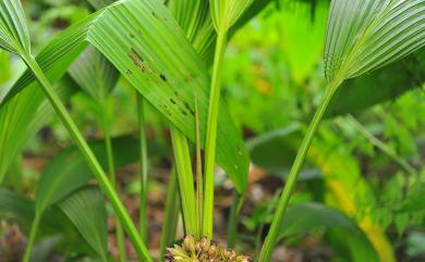 Molineria capitulata (Lour.) Herb. 船子草