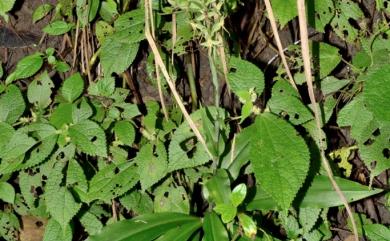 Habenaria stenopetala Lindl. 狹瓣玉鳳蘭