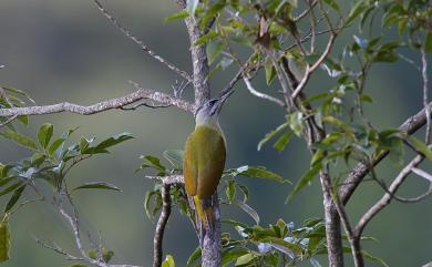 Picus canus tancolo 綠啄木