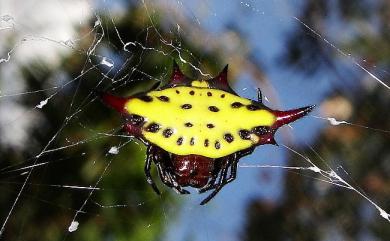 Gasteracantha sauteri Dahl, 1914 梭德氏棘蛛