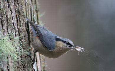 Sitta europaea sinensis 茶腹鳾