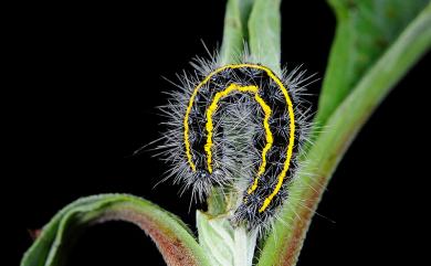 Taicallimorpha albipuncta (Wileman, 1910) 烏麗燈蛾