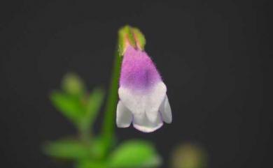 Torenia crustacea (L.) Cham. & Schltdl. 藍豬耳