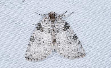 Parapsestis argenteopicta taiwana (Wileman, 1911) 臺灣銀斑異波紋蛾