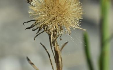 Aster altaicus 臺東鐵桿蒿