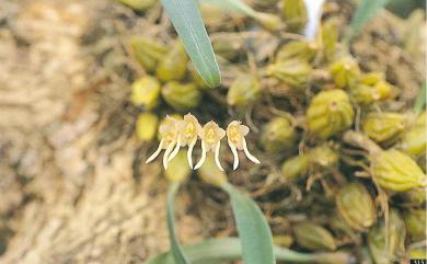 Bulbophyllum umbellatum Lindl. 傘花捲瓣蘭