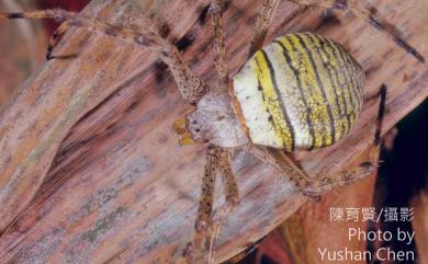 Argiope aemula Walckenaer, 1842 長圓金蛛