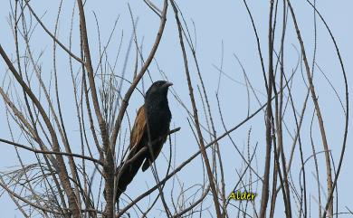 Centropus bengalensis lignator (Swinhoe, 1861) 番鵑