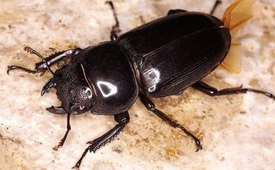 Dorcus schenklingi (Mollenkamp, 1913) 長角大鍬形蟲