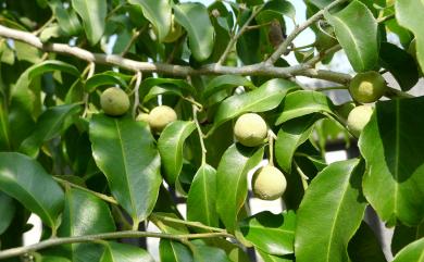 Liodendron formosanum 臺灣假黃楊