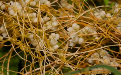 Cuscuta campestris 平原菟絲子