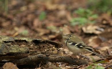 Dendronanthus indicus (J. F. Gmelin, 1789) 山鶺鴒