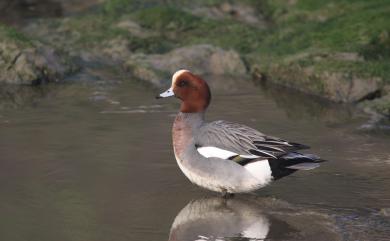 Mareca penelope (Linnaeus, 1758) 赤頸鴨