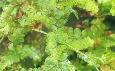 Radula japonica 日本扁萼蘚