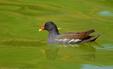 Gallinula chloropus (Linnaeus, 1758) 紅冠水雞