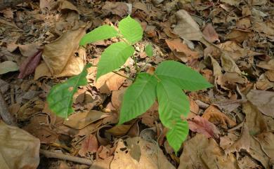 Sandoricum koetjape (Burm.f.) Merr. 山陀兒