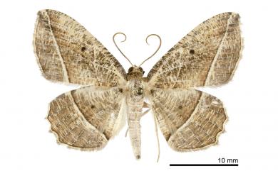 Rhynchobapta eburnivena (Warren, 1896) 白脈枯葉紋尺蛾