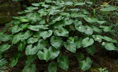 Homalomena kelungensis Hayata 基隆扁葉芋