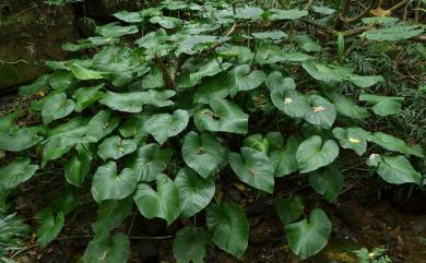 Homalomena kelungensis 基隆扁葉芋