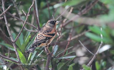 Fringilla montifringilla Linnaeus, 1758 花雀