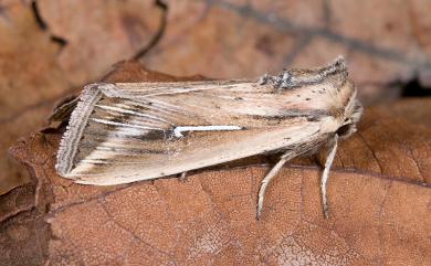 Mythimna bistrigata (Moore, 1881) 白頷秘夜蛾