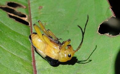 Rhondia formosa Matsushita, 1931 蓬萊角肩花天牛