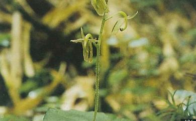 Neottia meifongensis 梅峰雙葉蘭