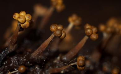 Metatrichia floriformis