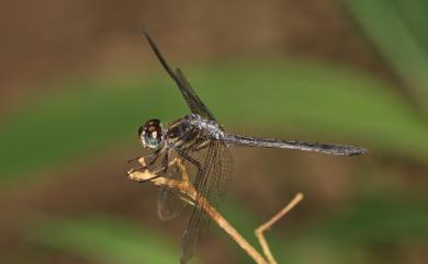 Cratilla lineata assidua Lieftinck, 1953 線紋蜻蜓