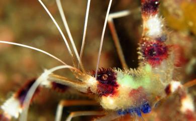Stenopus hispidus (Olivier, 1811) 多刺蝟蝦