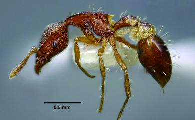 Strumigenys elegantula (Terayama & Kubota, 1989) 高雅角瘤家蟻