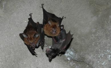 Hipposideros armiger terasensis Kishida, 1924 臺灣葉鼻蝠