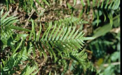 Christella acuminata (Houtt.) H.Lév. 小毛蕨