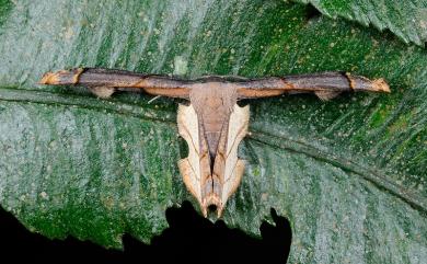 Warreniplema fumicosta (Warren, 1896) L紋雙尾蛾