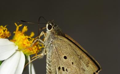 Suastus gremius (Fabricius, 1798) 黑星弄蝶