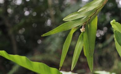 Agrostophyllum formosanum Rolfe 台灣糠穗蘭
