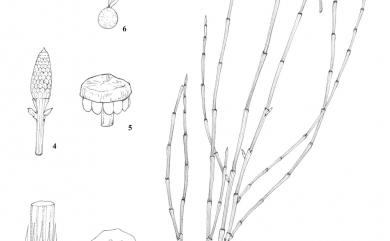 Equisetum ramosissimum 木賊