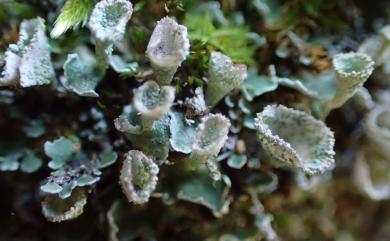 Cladonia pyxidata Hoffm. 喇叭石蕊