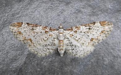 Eupithecia lini Mironov & Galsworthy, 2007