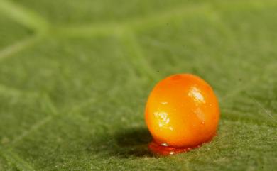 Troides magellanus sonani Matsumura, 1932 珠光裳鳳蝶