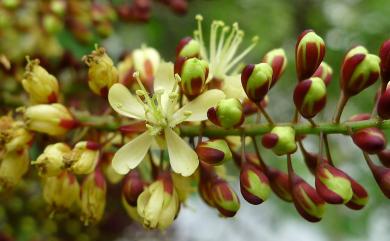 Haematoxylum campechianum 墨水樹